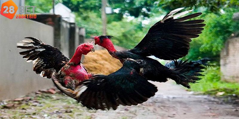 Gà linh kê – Huyền Thoại Trong Thế Giới Gà Chọi